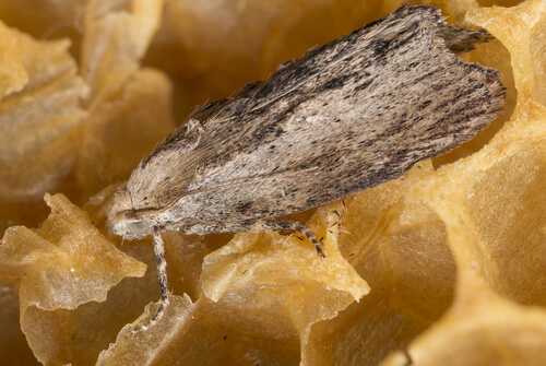 Los 11 animales con mejor oído