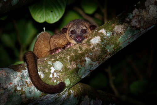 Potos flavus