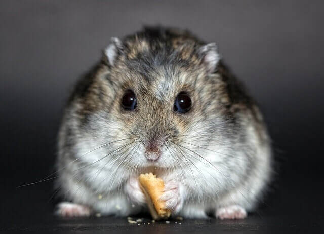 Los problemas digestivos de los roedores, ¿qué hacer?