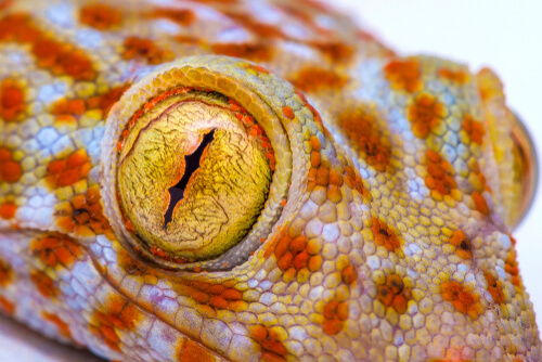 Pupila de un gecko