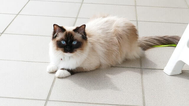 The ragdoll cat.
