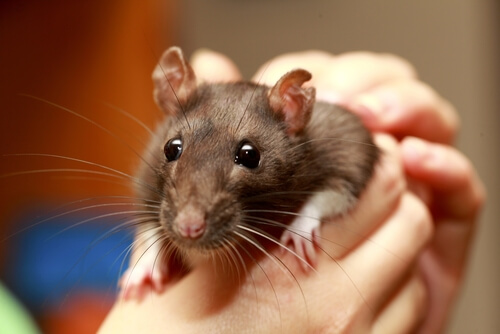 Rata como animal de compañía