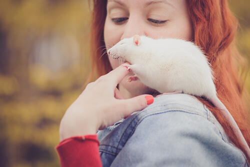 Rata como mascota al hombro
