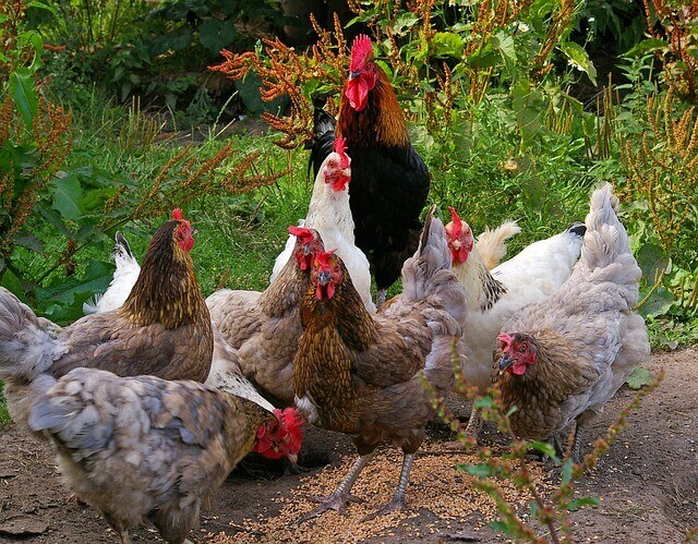 Razas de gallinas