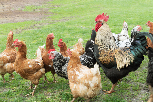 Varias razas de gallinas con un gallo