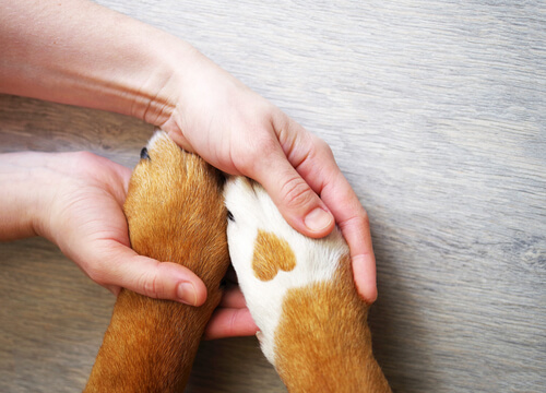¿Qué tener en cuenta para contratar un seguro de mascotas?