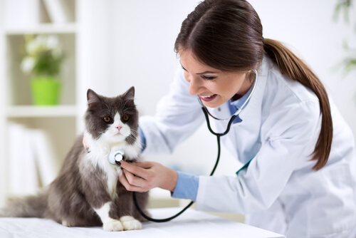 Seguro médico para mi gato: ¿es necesario?