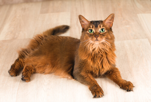 The Somali has stunning golden-brown fur.