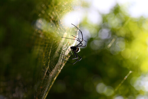 Las telarañas son una de las técnicas de caza de las arañas