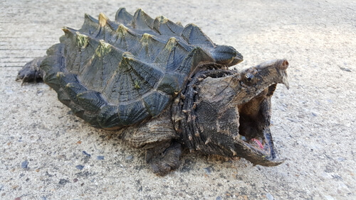 An alligator snapping turtle opening its large mouth.