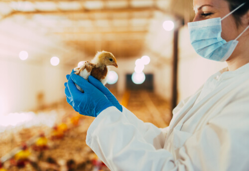 Veterinaria de gallinas