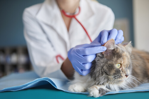 Veterinario observa si hay piojos domésticos en un gato