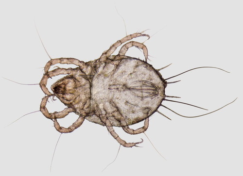 Acarina