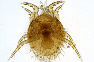 Ácaros: ¿qué son y cuáles son sus características?