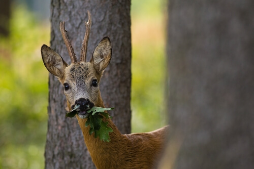 A roe deer.