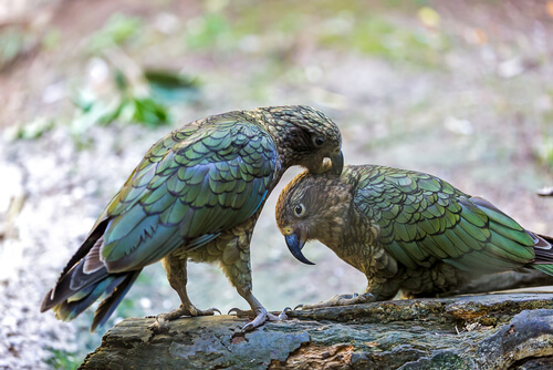 Apareamiento del kea