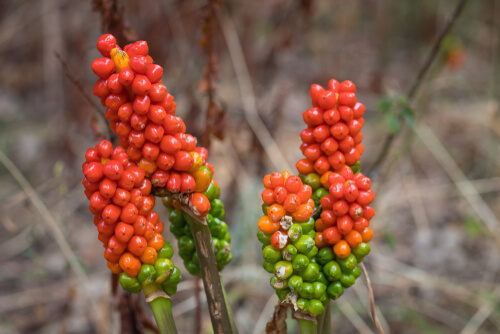 Arum maculatum