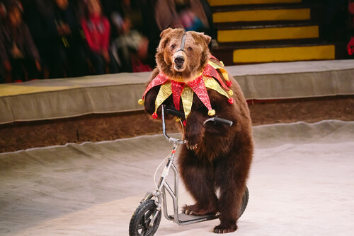 Los osos en los circos son un ejemplo de lo contrario al bienestar animal en la Unión Europea