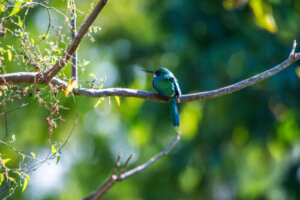 Características del ave jacamar