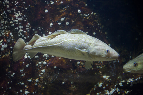 Bacalao del Atlántico