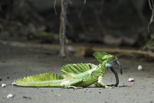 Basilisco comiendo