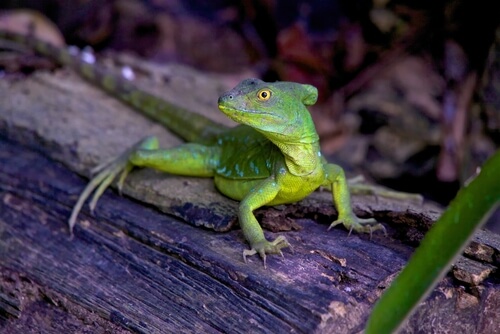 Basiliscus plumifrons