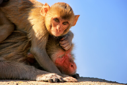 Bebé de macaco