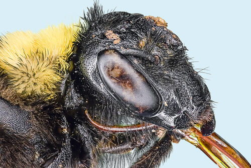 Bombus terrestris