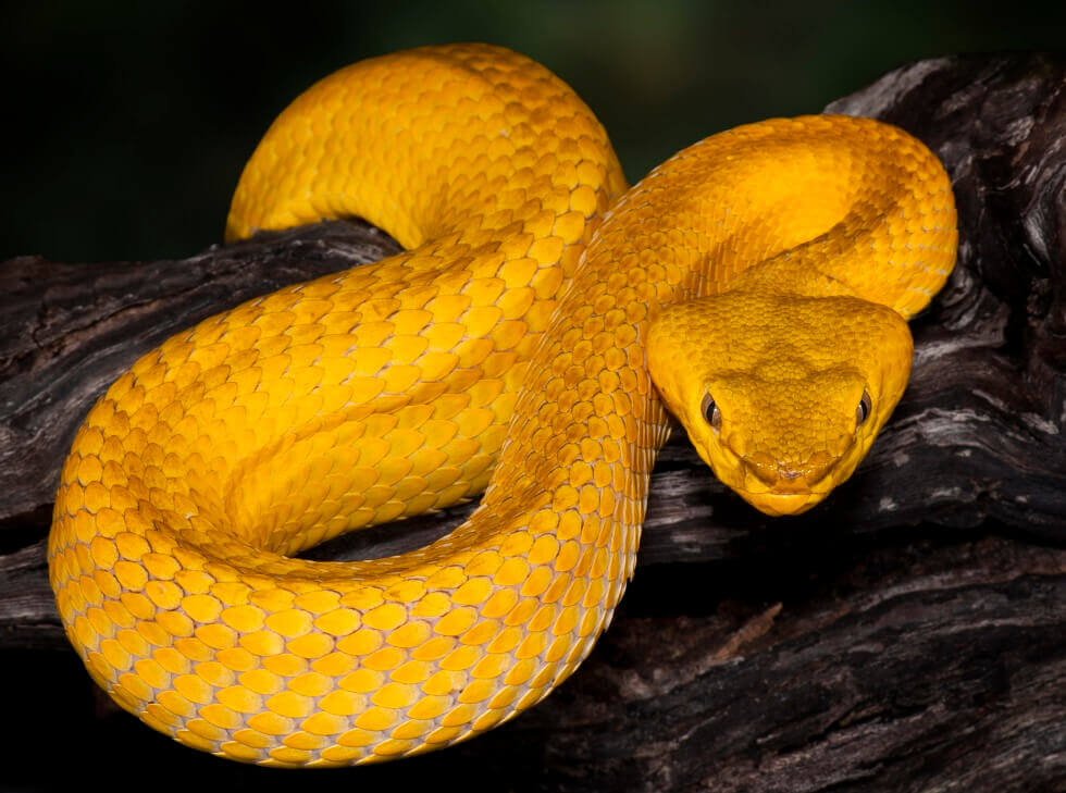 Bothrops insularis