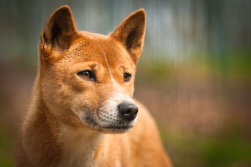Dingo: una subespecie de lobo que habita en Australia