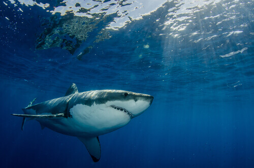 Carcharodon carcharias