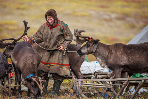 Caribú y miembro de una tribu