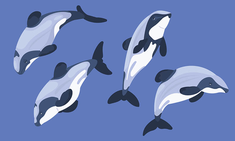 Cephalorhynchus hectori