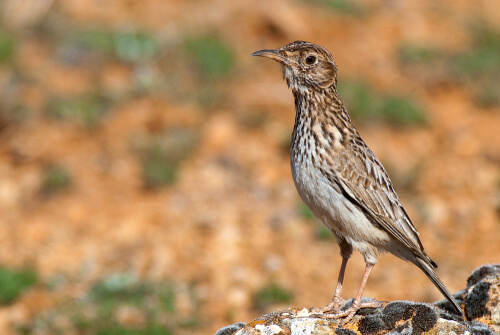 Chersophilus duponti