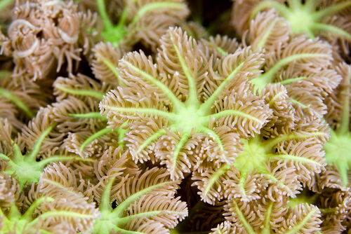 Cnidarios