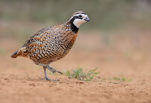Codorniz bobwhaite (Colinus virginianus)