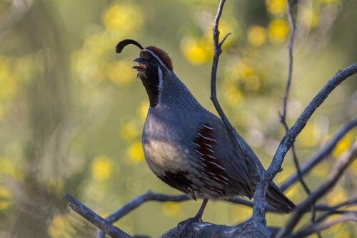 Codorniz de Gambel (Callipepla gambelii)