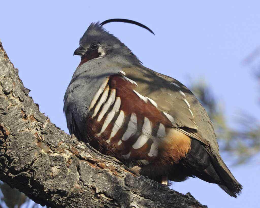 Codorniz de montaña (Oreortyx pictus)