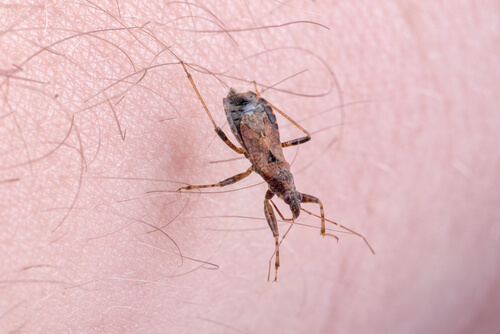 Contagio de la enfermedad mal de Chagas
