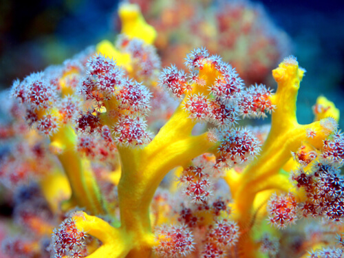 ¿Qué son los corales blandos?