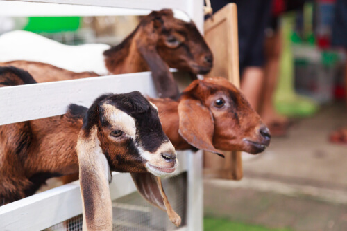 Corral para cabras