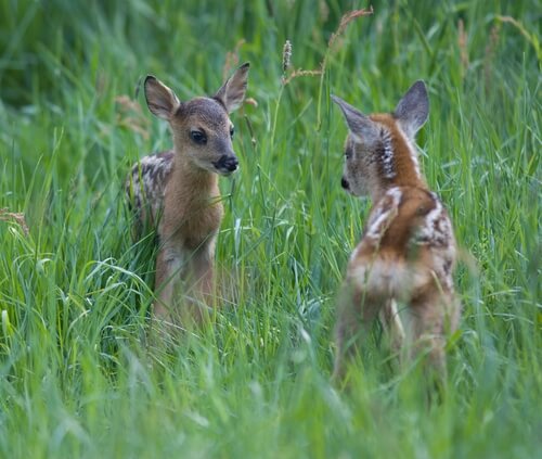 Roe deer.