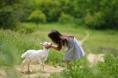 5 cosas que debes saber para cuidar cabras