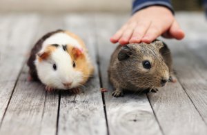 9 errores más frecuentes al cuidar una cobaya