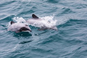 El delfín de cabeza blanca en Nueva Zelanda