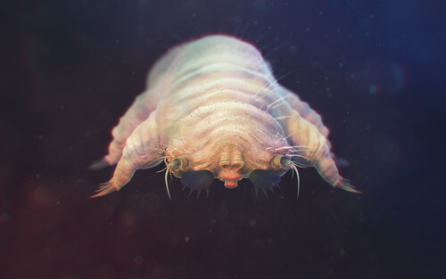 Demodex folliculorum