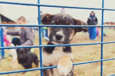 ¿Cómo denunciar a una protectora de animales?