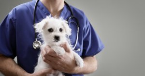 Razones para denunciar a un veterinario