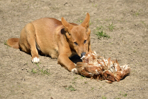 Dingo alimentándose.