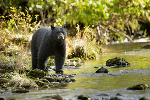 Disparo a un oso negro